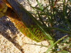 Lachenalia variegata