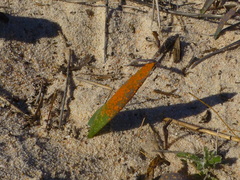 Lachenalia variegata