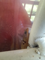Sphaerodactylus continentalis