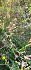 Verbena brasiliensis