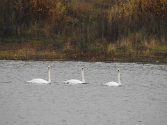 Cygnus olor