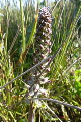Lachenalia variegata