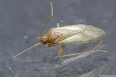 Creontiades pallidus