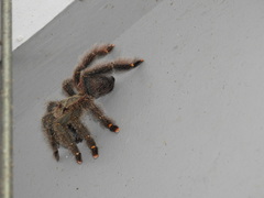 Avicularia rufa