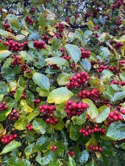 Crataegus crus-galli