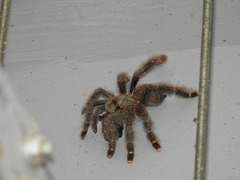 Avicularia rufa