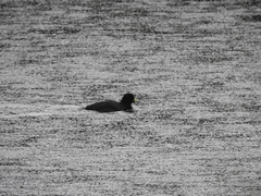Fulica ardesiaca