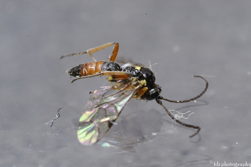 Syrphophilus bizonarius
