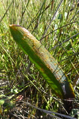 Lachenalia variegata