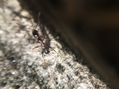 Pheidole obscurithorax