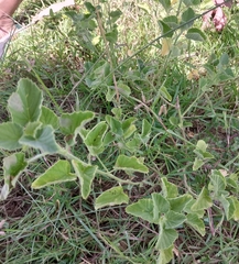 Physalis cinerascens