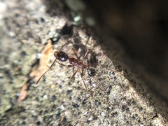 Pheidole obscurithorax