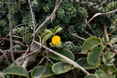 Crotalaria similis