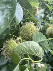 Maclura