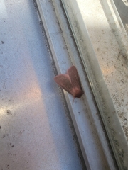 Psectraglaea carnosa