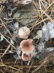 Lactarius oculatus