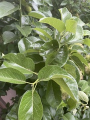 Maclura