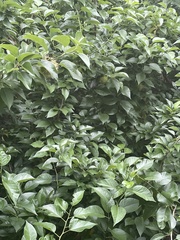 Maclura