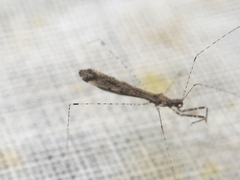 Empicoris vagabundus