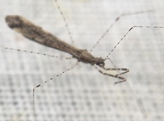 Empicoris vagabundus