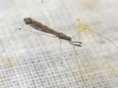 Empicoris vagabundus