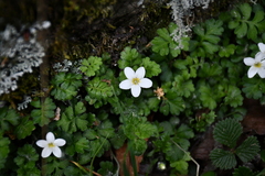 Ellisiophyllum pinnatum