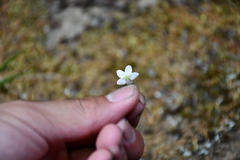 Ellisiophyllum pinnatum