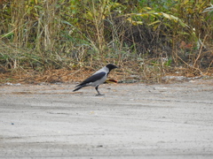 Corvus cornix