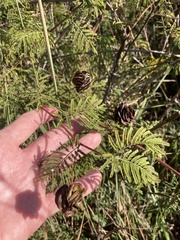 Desmanthus illinoensis