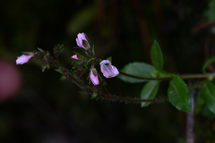Veronica morrisonicola