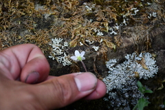 Ellisiophyllum pinnatum