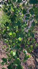 Bauhinia lunarioides