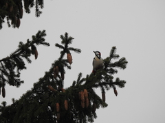 Dendrocopos major