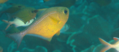 Pempheris vanicolensis