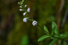 Veronica morrisonicola