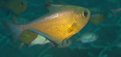 Pempheris vanicolensis