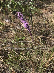 Liatris
