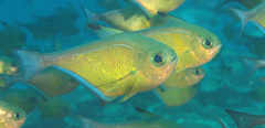 Pempheris vanicolensis