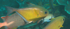 Pempheris vanicolensis