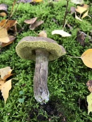 Leccinum variicolor