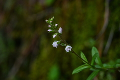 Veronica morrisonicola