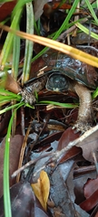 Heosemys spinosa