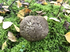 Leccinum variicolor