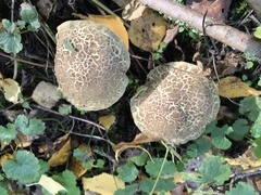 Leccinum variicolor