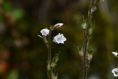 Veronica morrisonicola