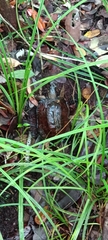 Heosemys spinosa