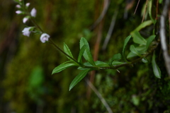 Veronica morrisonicola