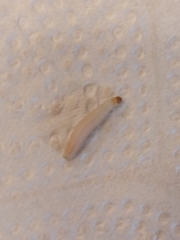 Plodia interpunctella