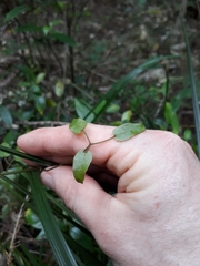 Clematis cunninghamii