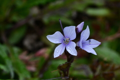 Veronica morrisonicola